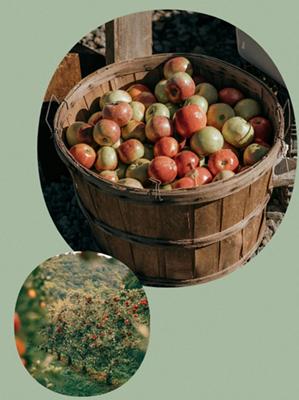 Frische ausgesuchte Äpfel