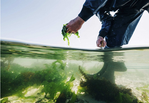 Bretonische Algen als Zutat für französische Feinkostgerichte