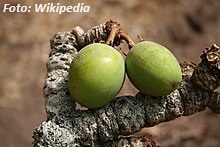 Nahaufnahme von Sheabutter, kosmetisches Produkt aus der Bretagne, Bretagne Allerlei