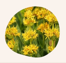 Gelber Enzian - Bretagne Allerlei - Endro