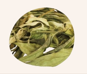 Grüne Chirette - Endro - Bretagne Allerlei