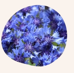 Kornblume - Bretagne Allerlei