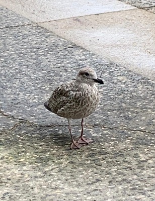 Möwe auf Suche
