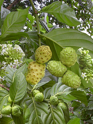 Einzelne Noni-Frucht, dekorativ präsentiert, Bretagne Allerlei