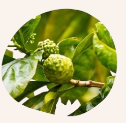 Detailaufnahme der Noni-Frucht in Scheiben