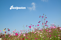 Restposten - Bretagne Allerlei