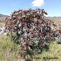 Rizinuspflanze dekorativ präsentiert, Bretagne Allerlei