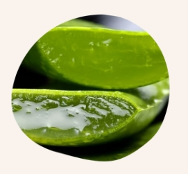 Bretagne - Endro - Aloe Vera