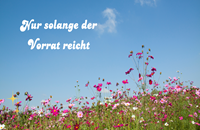 Vorrat reicht - Bretagne Allerlei