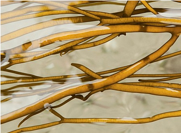 Bord à Bord Spaghetti-Algen aus der Bretagne auf Teller