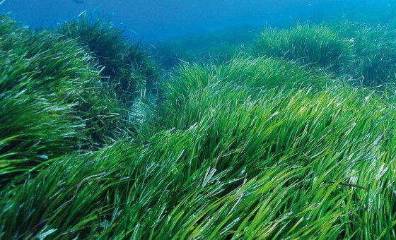 Spirulina-Algen dekorativ präsentiert, Bretagne Allerlei