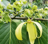 Ylang-Ylang-Pflanze, dekorativ präsentiert aus der Bretagne, Bretagne Allerlei