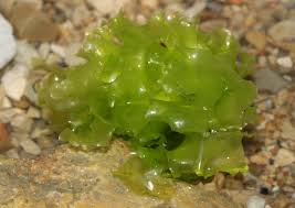 Frischer Meersalat aus der Bretagne in Schale