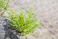 Salicornia (Queller) wächst am Meer in der Bretagne