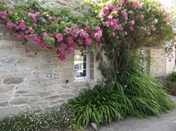 Typisches bretonisches Steinhaus mit Rosen, Bretagne